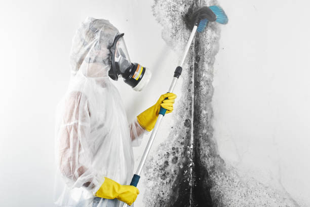 Best Water Damage & Mold Remediation  in Williamsport, PA