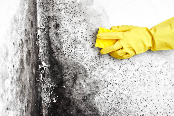 Mold Odor Removal Services in Williamsport, PA