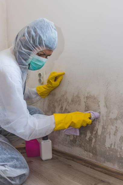 Best Black Mold Removal  in Williamsport, PA