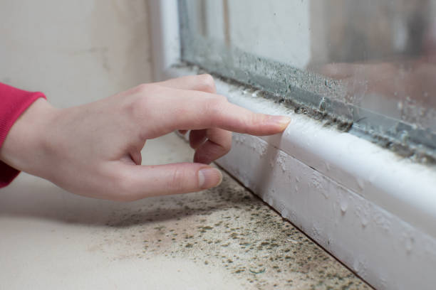 Best Mold-Related Health Consultation  in Williamsport, PA