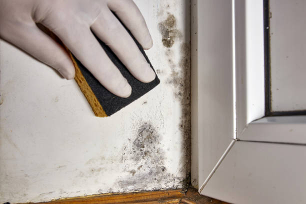 Best Mold Remediation for Healthcare Facilities  in Williamsport, PA